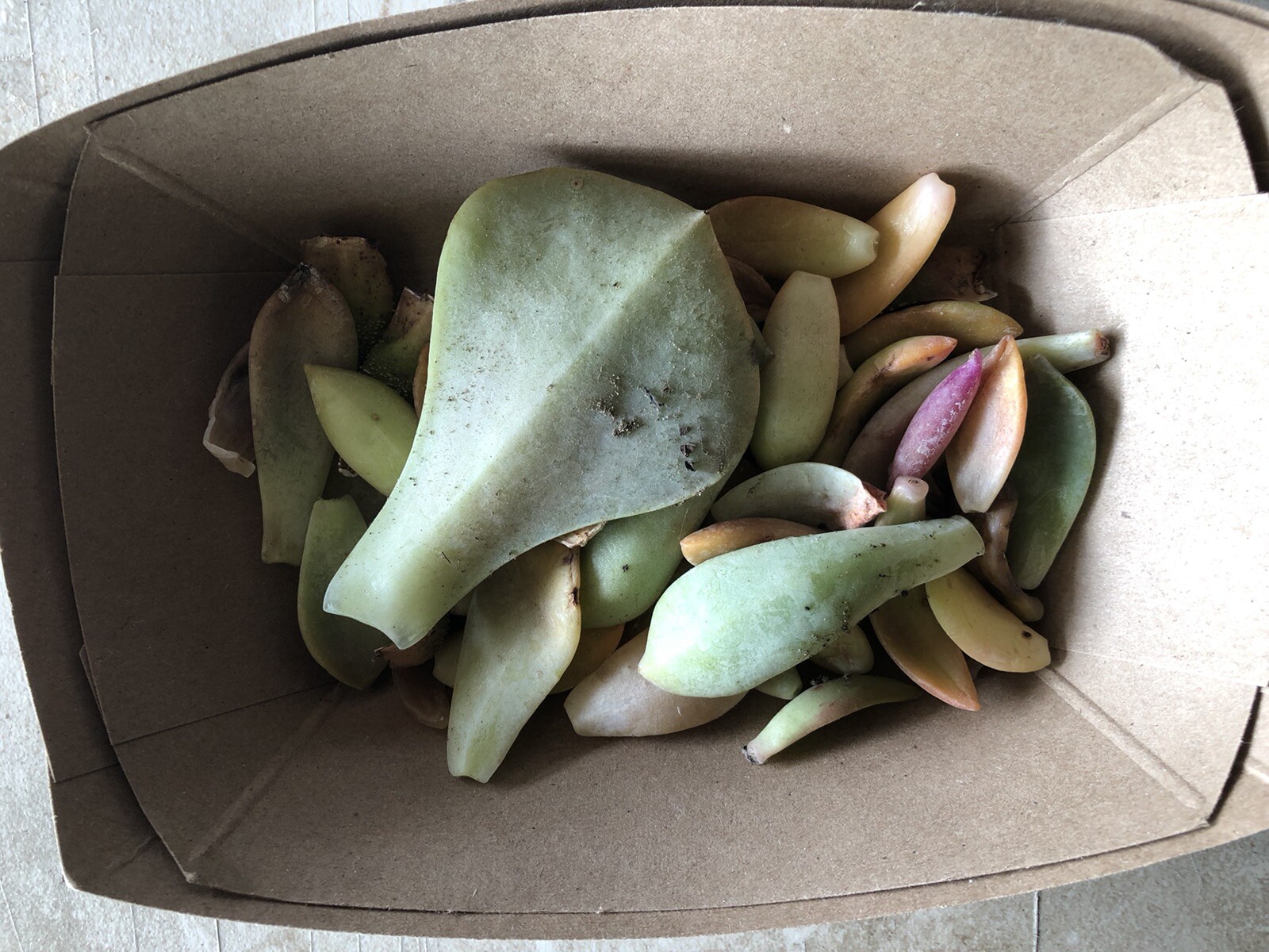 50 Color Succulent Leaf More Than 30 Diffirent Type