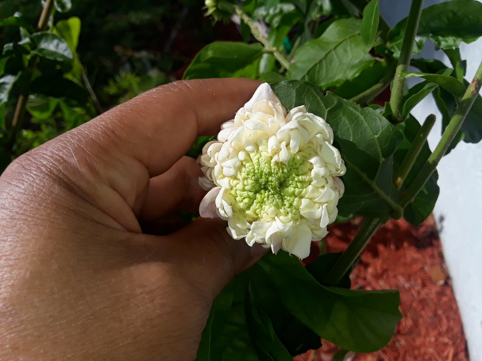 Grand Duke of Tuscany Jasmine Fresh Live 5 Unrooted Cuttings