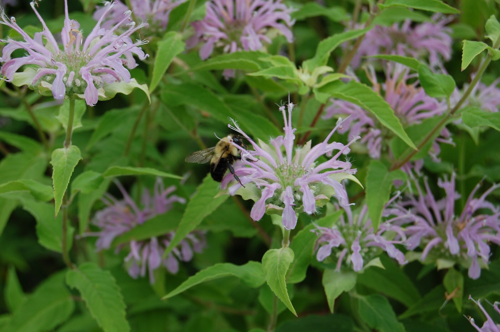 Bee Balm Seeds 300+ Wild Bergamot Monarda HERB NATIVE WILDFLOWER FREE SHIPPING
