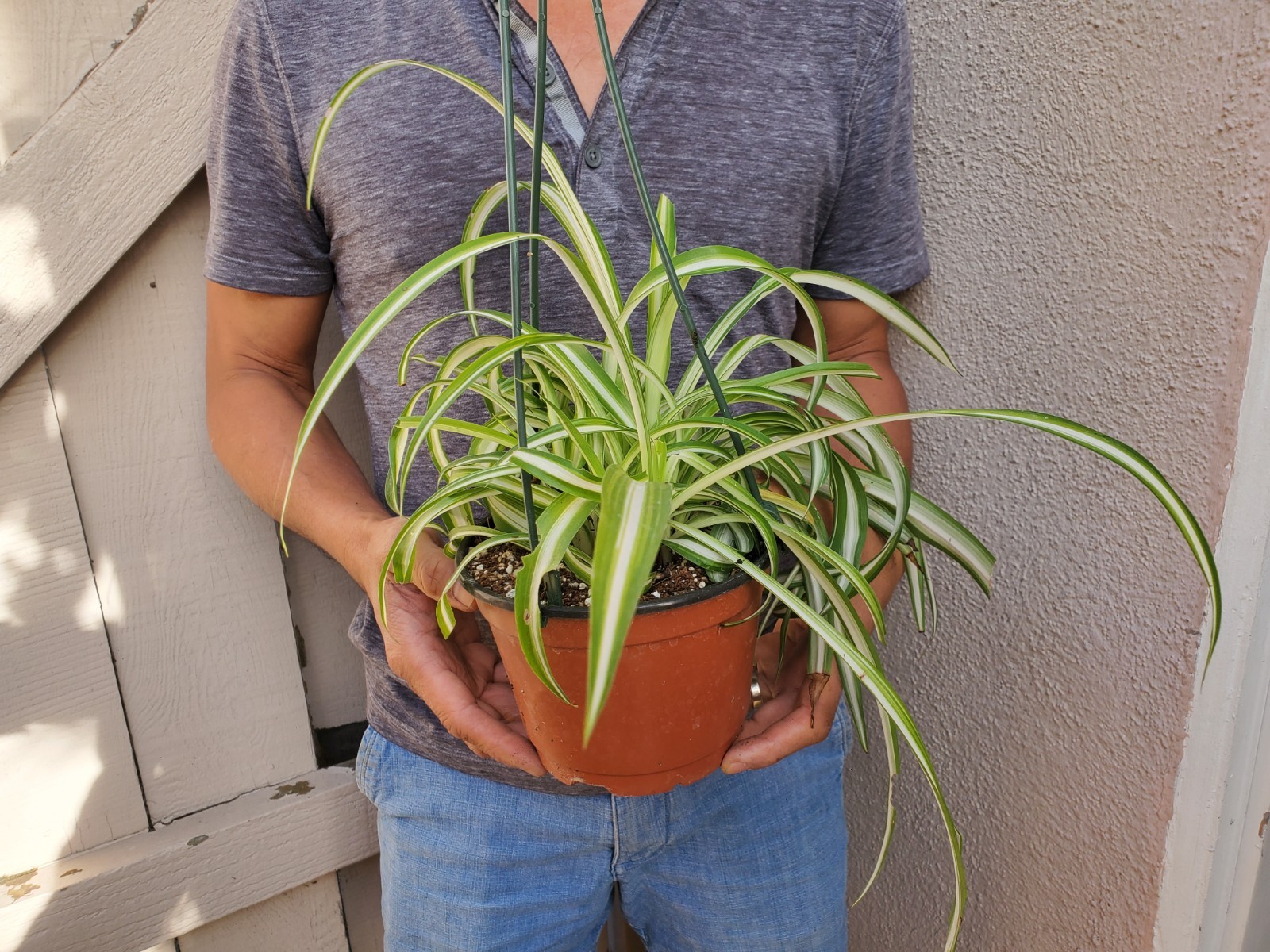 Variegated Spider Plant Chlorophytum comosum