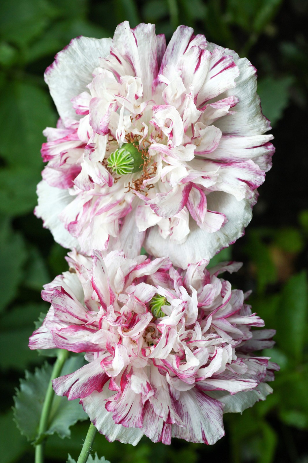 100 Flemish Antique PEONY POPPY MIXED Colors Papaver Peoniflorum Flower Seeds