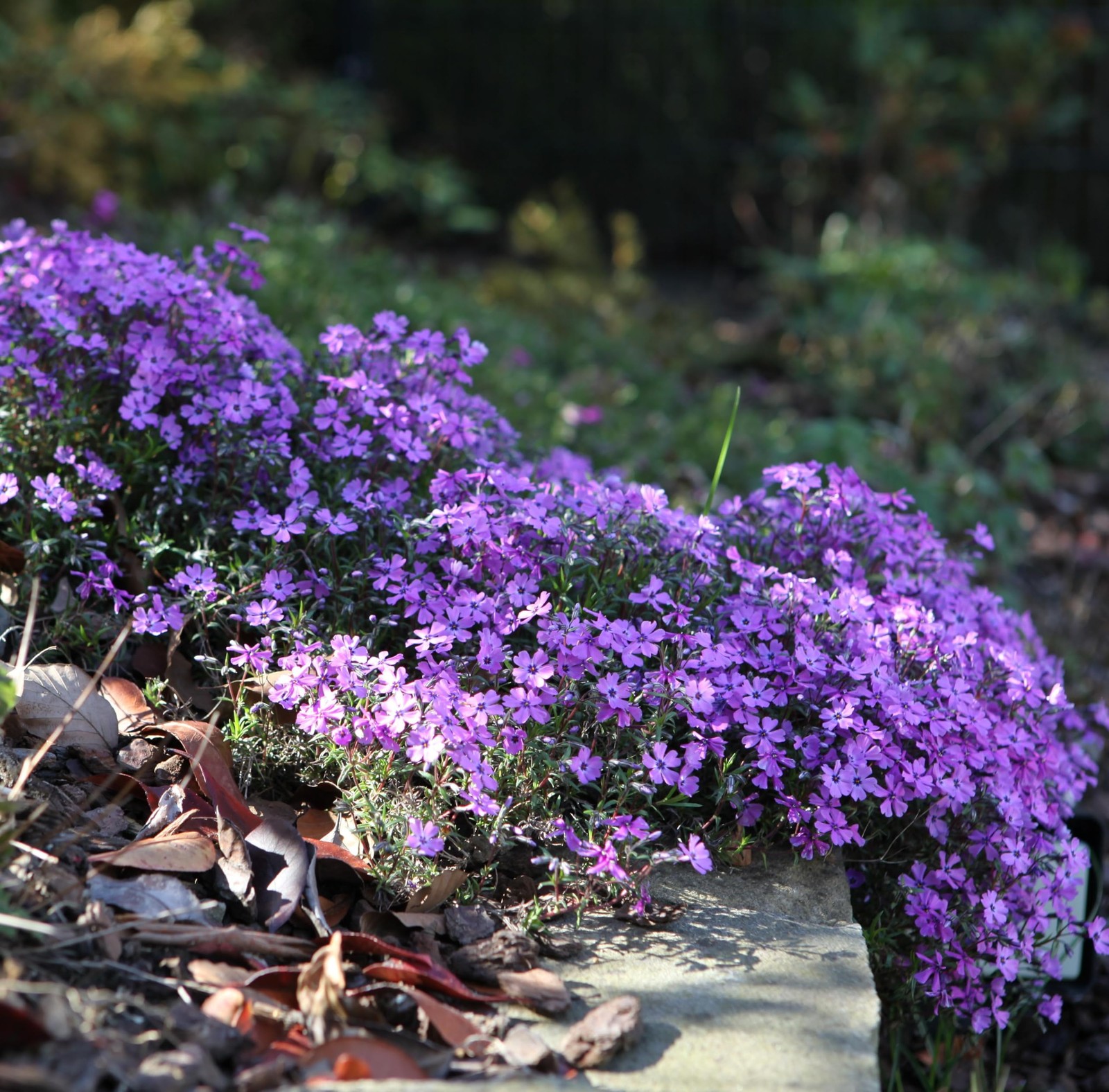 CarpetC 1000+ Creeping Phlox Seeds for Planting, Ground Cover Purple