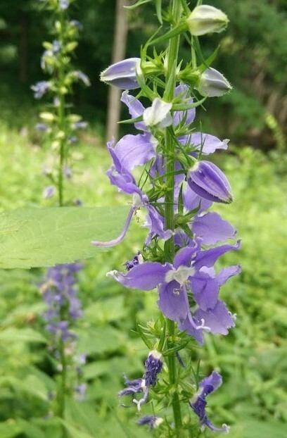 500+Tall Bellflower Seeds Campanula americana Native American WildBellflower USA