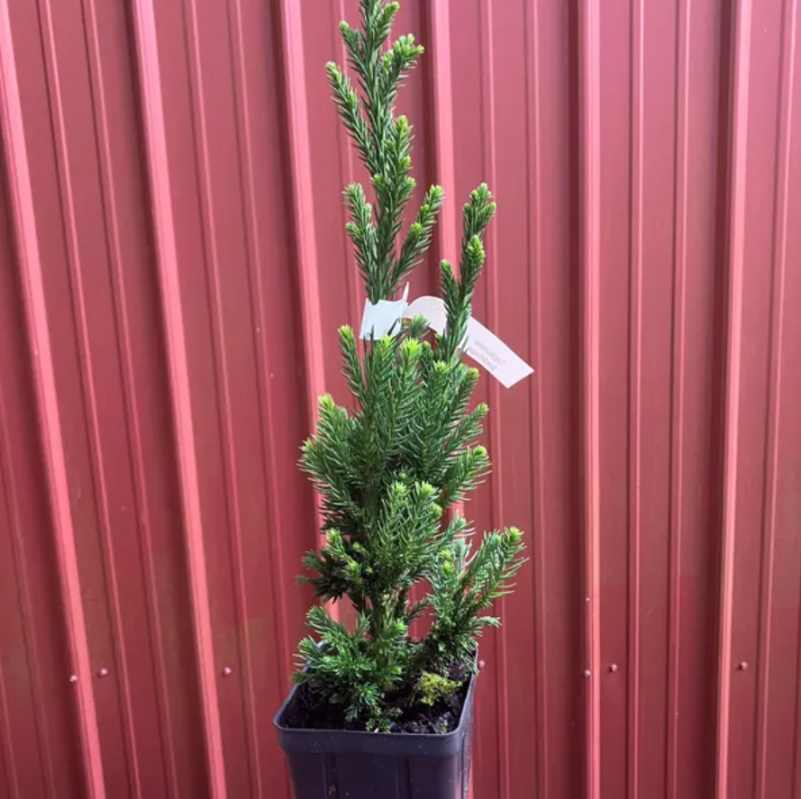 Cryptomeria Japonica ‘Black Dragon’ Japanese Cedar – Quart Pot (6–12″ Tall)