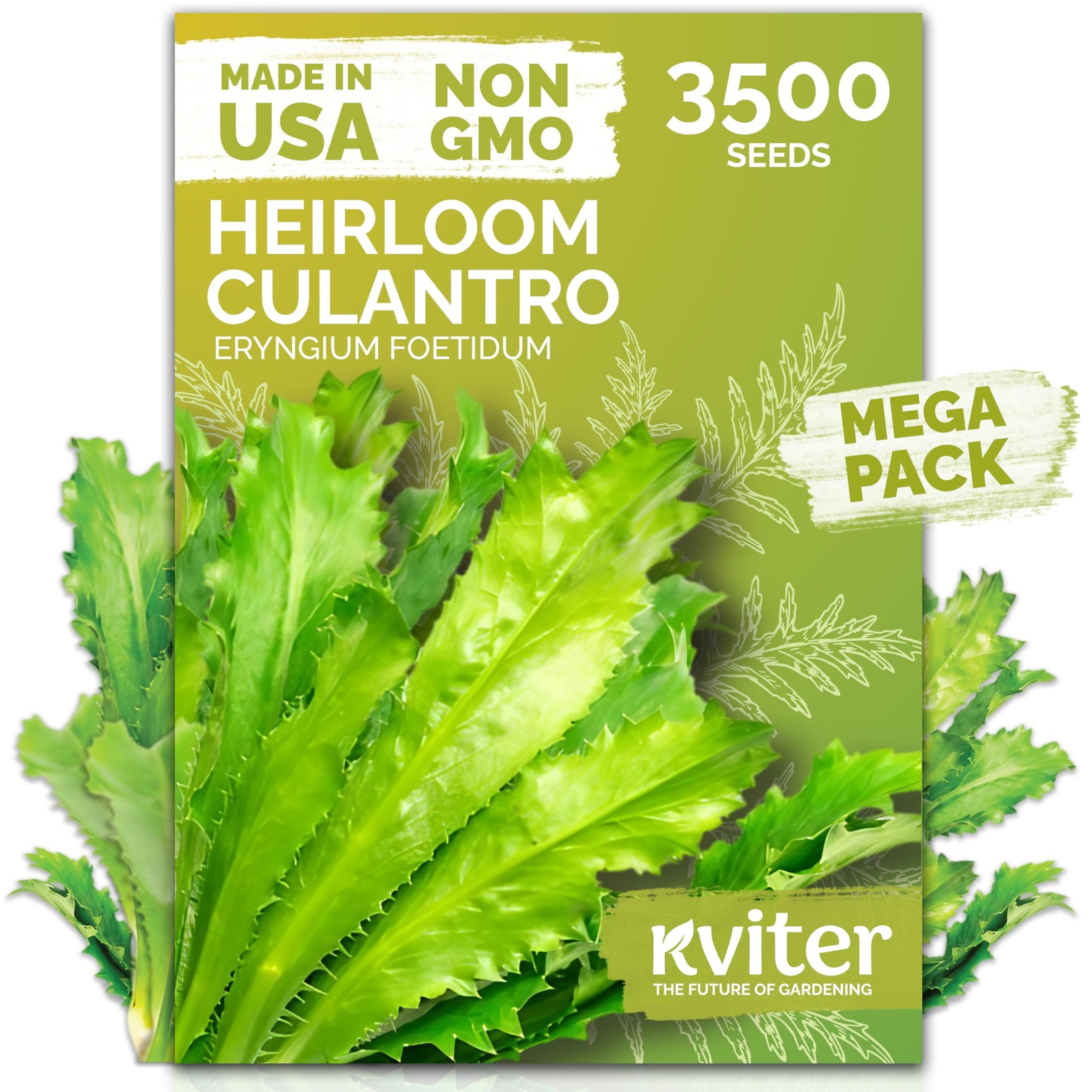 KVITER 3500 Culantro Seeds for Planting (Eryngium Foetidum)