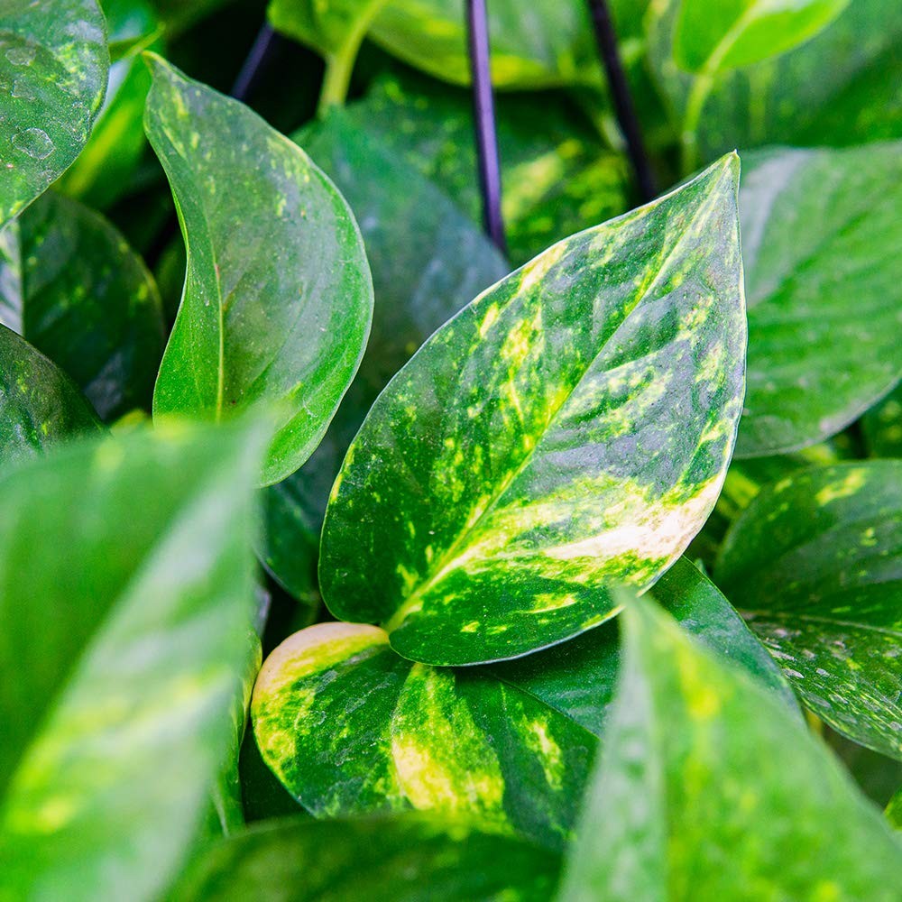 Perfect Plants Golden Pothos In 8In Hanging Easy To Care For For Any Indoor