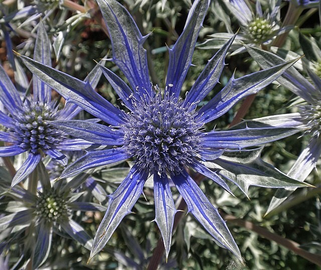 SEA HOLLY 100 SEEDS, ERYNGIUM, METALIC BLUE FLOWERS, mariesgreengarden