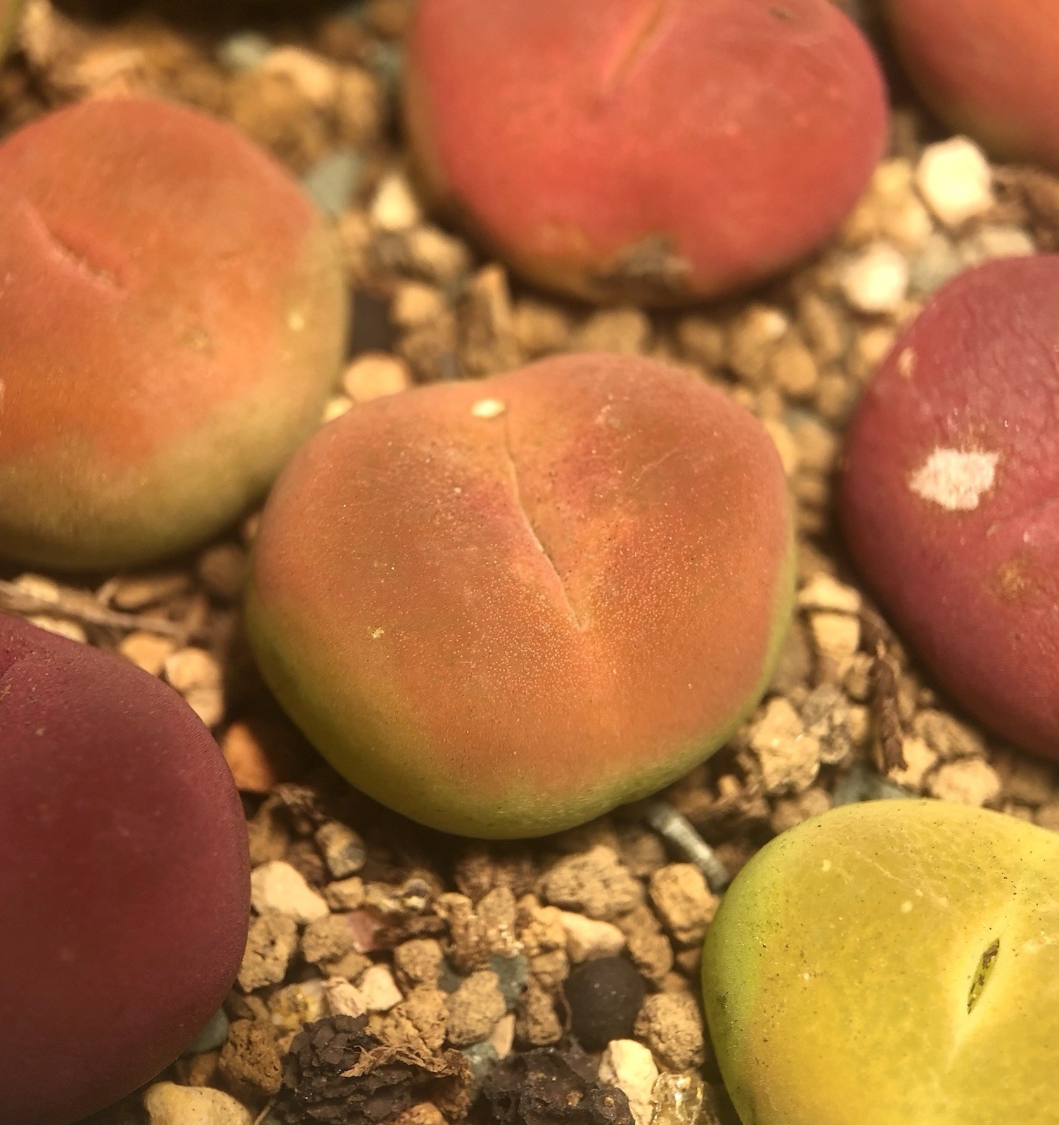 Randomly Pick Conophytum maughanii, Live plants (Small, RED/Green/Orange)