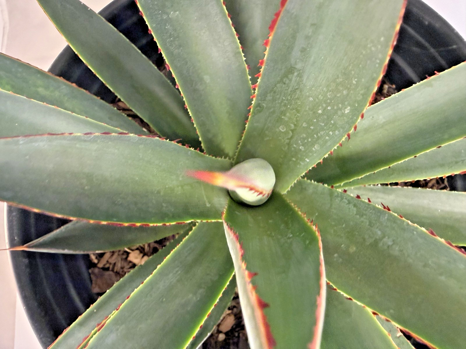 Agave Blue Glow Specimen Grade bare root plant – 4 Sizes Cactus Cacti Succulent