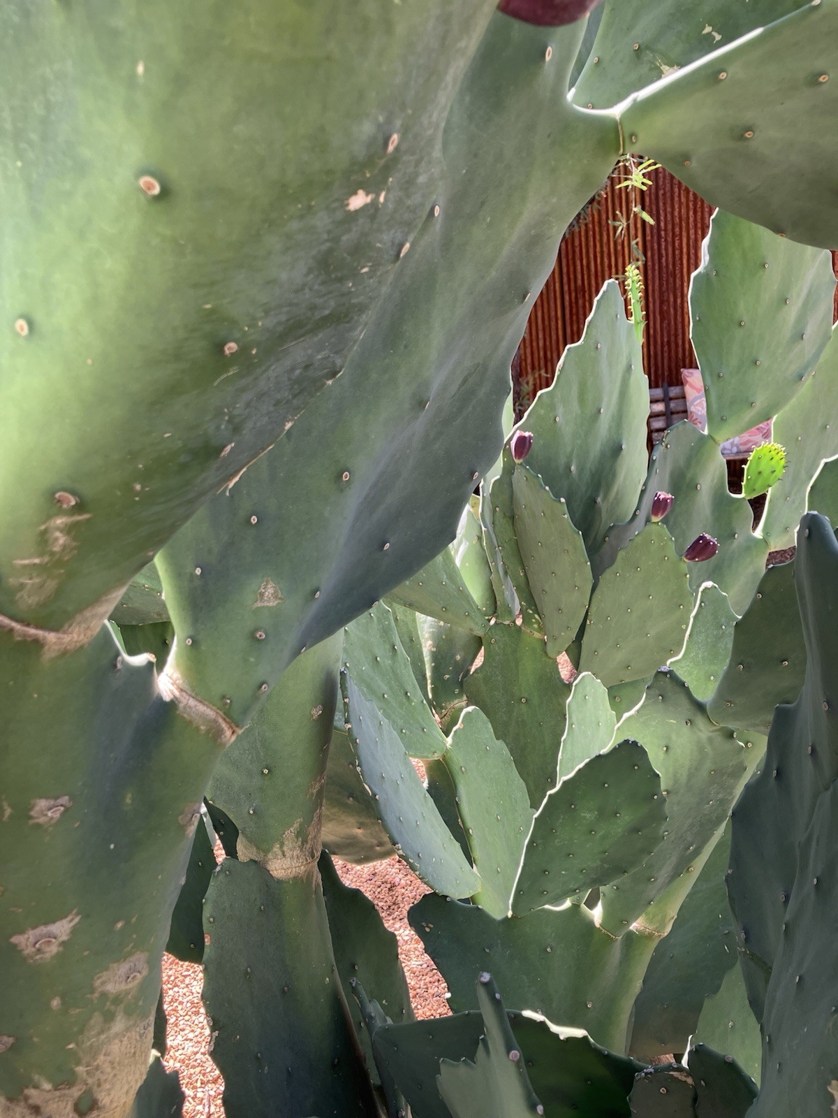 Opuntia Gomei Cactus Pads MEDIUM 5-9″ – Prickly Pear, Old Mexico, Nopal
