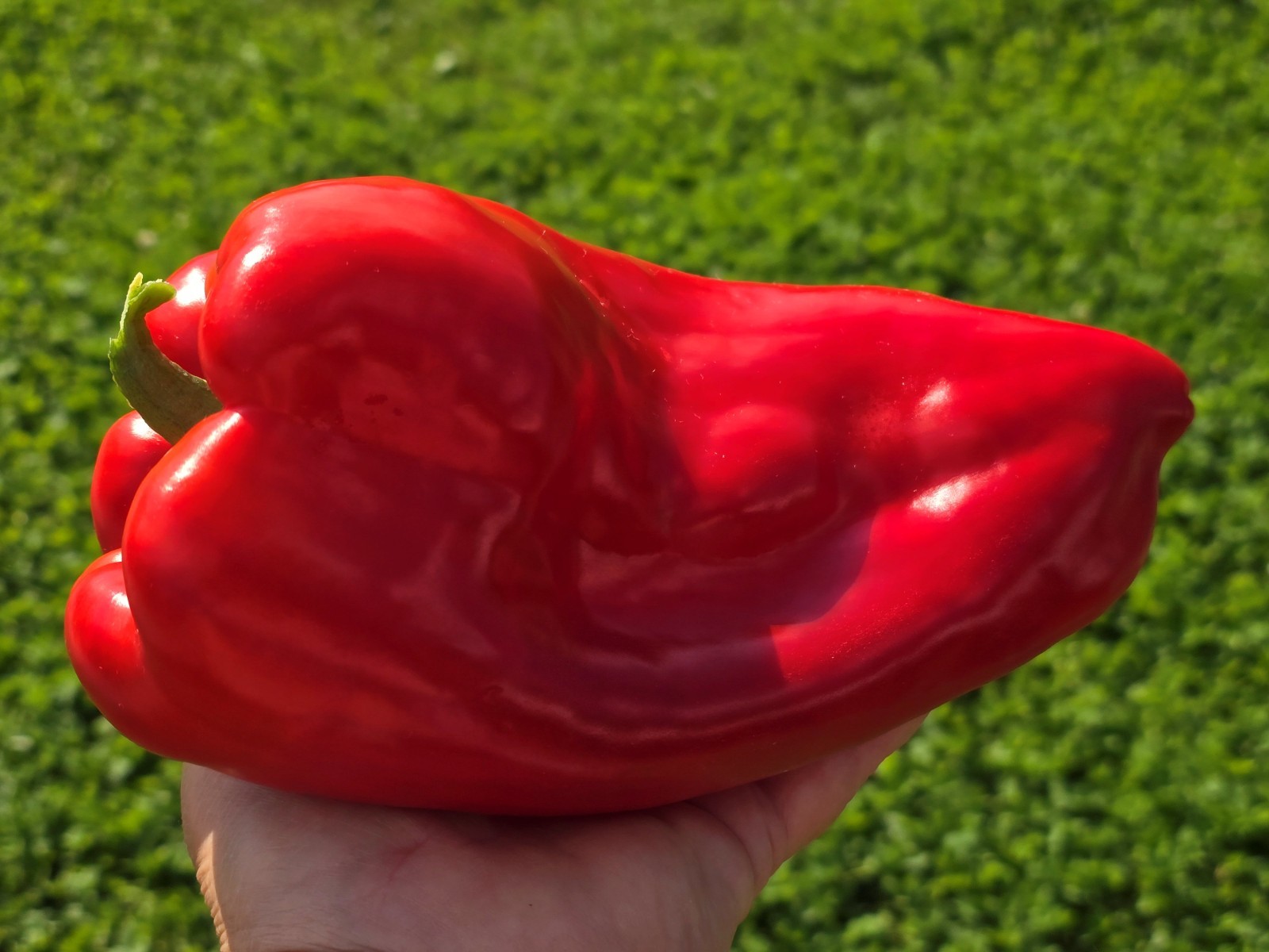 Ozark Giant Red Sweet Bell Pepper COMBINED S/H