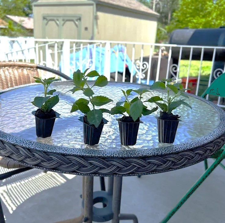 Set 4 Lantana Chapel Hill Pink Huff Plant – 3-5″ Tall – Hardy Plant – Zones 7-11