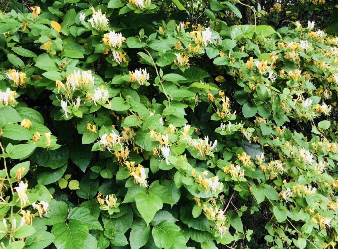 3 Yellow & White Honeysuckle Live Vines Starter Plants with Roots Fragrant !!