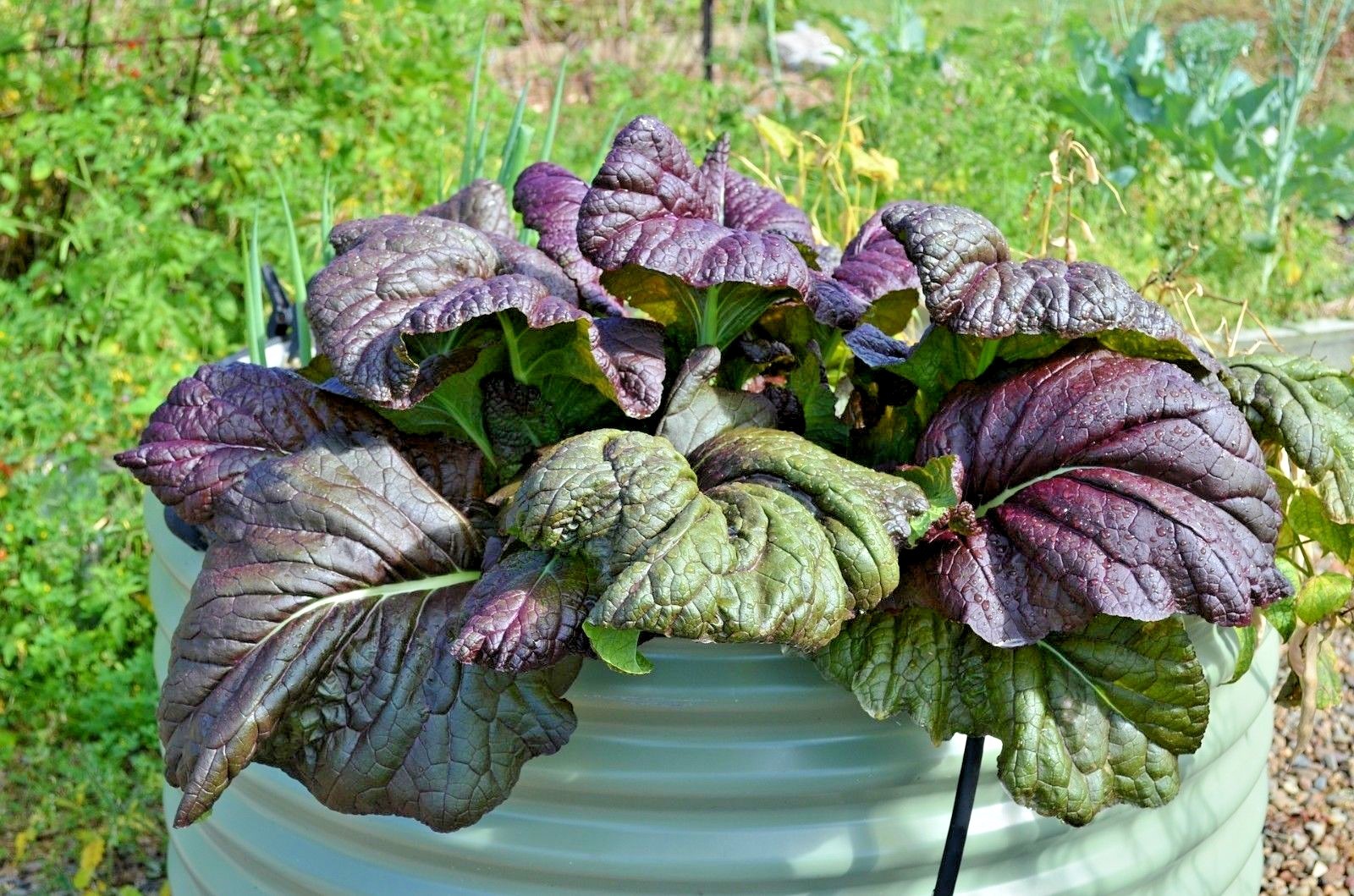 600+RED GIANT MUSTARD Seeds Organic Heirloom Greens Container Vegetable Garden