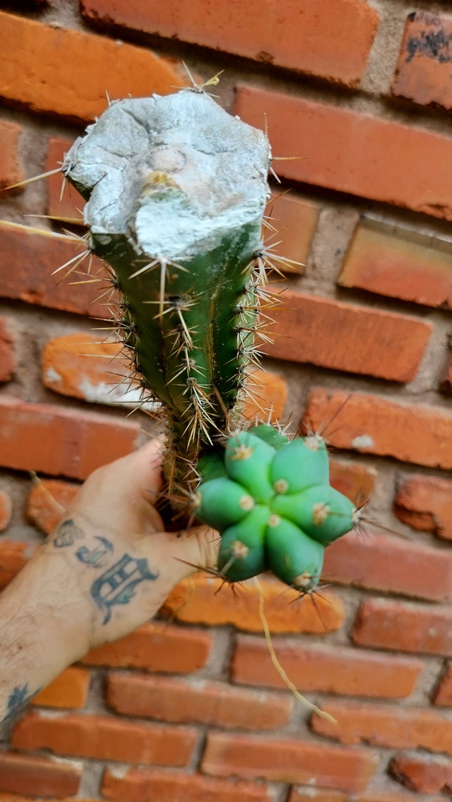 Sacred Cactus – Bridge.XPeru. – Fully Rooted & Ready To Plant ( Exact Cactus)