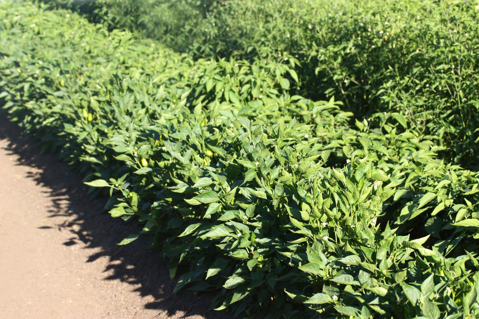 Long Red Cayenne hot pepper seeds non-gmo heirloom open pollinated EASY TO GROW