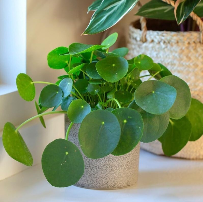 Pilea Peperomioides Live Plant – Chinese Money – 2″ Pot – Low Maintenance Plant