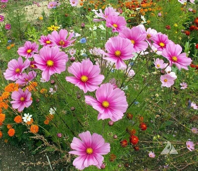 Cosmos RADIANCE Heirloom Mother Nature’s Seeds Pink Flowers Non-GMO 100 Seeds