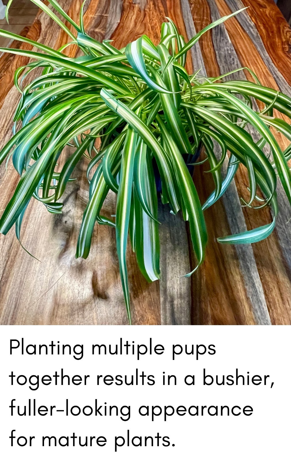 6+ Spider Plant Pups — Beginner Friendly Fast Growing Houseplant — FREE SHIPPING