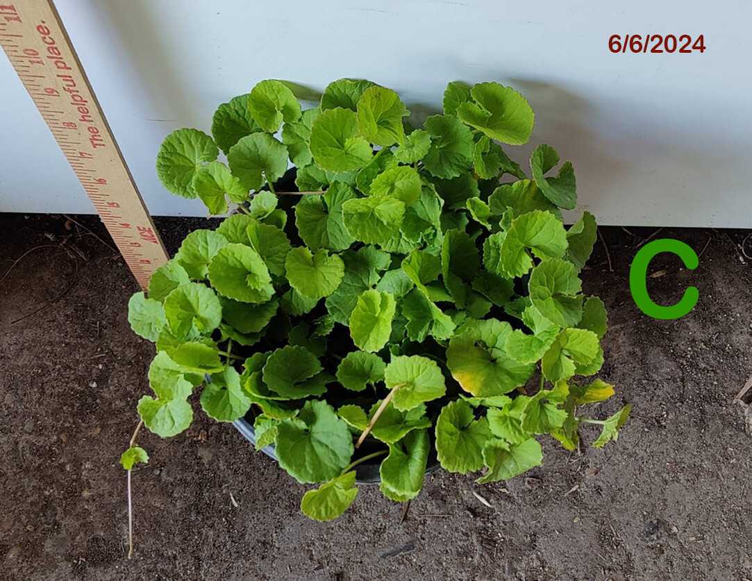 Live Plants of “GOTU KOLA or PENNYWORT” in 1 gallon pot