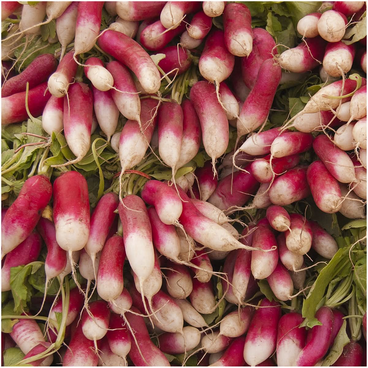 French Breakfast Radish Seeds For Planting (Raphanus sativus)