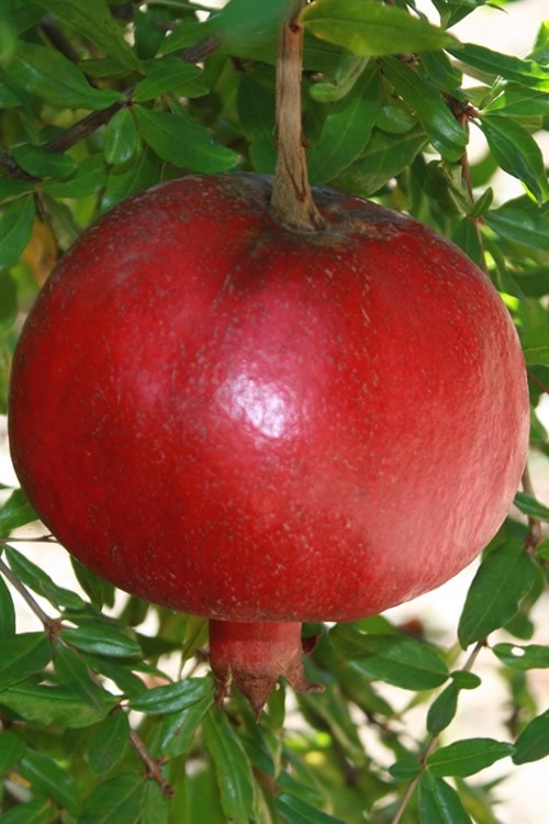 1 Parfianka Pomegranate Tree Punica granatum Starter Plant