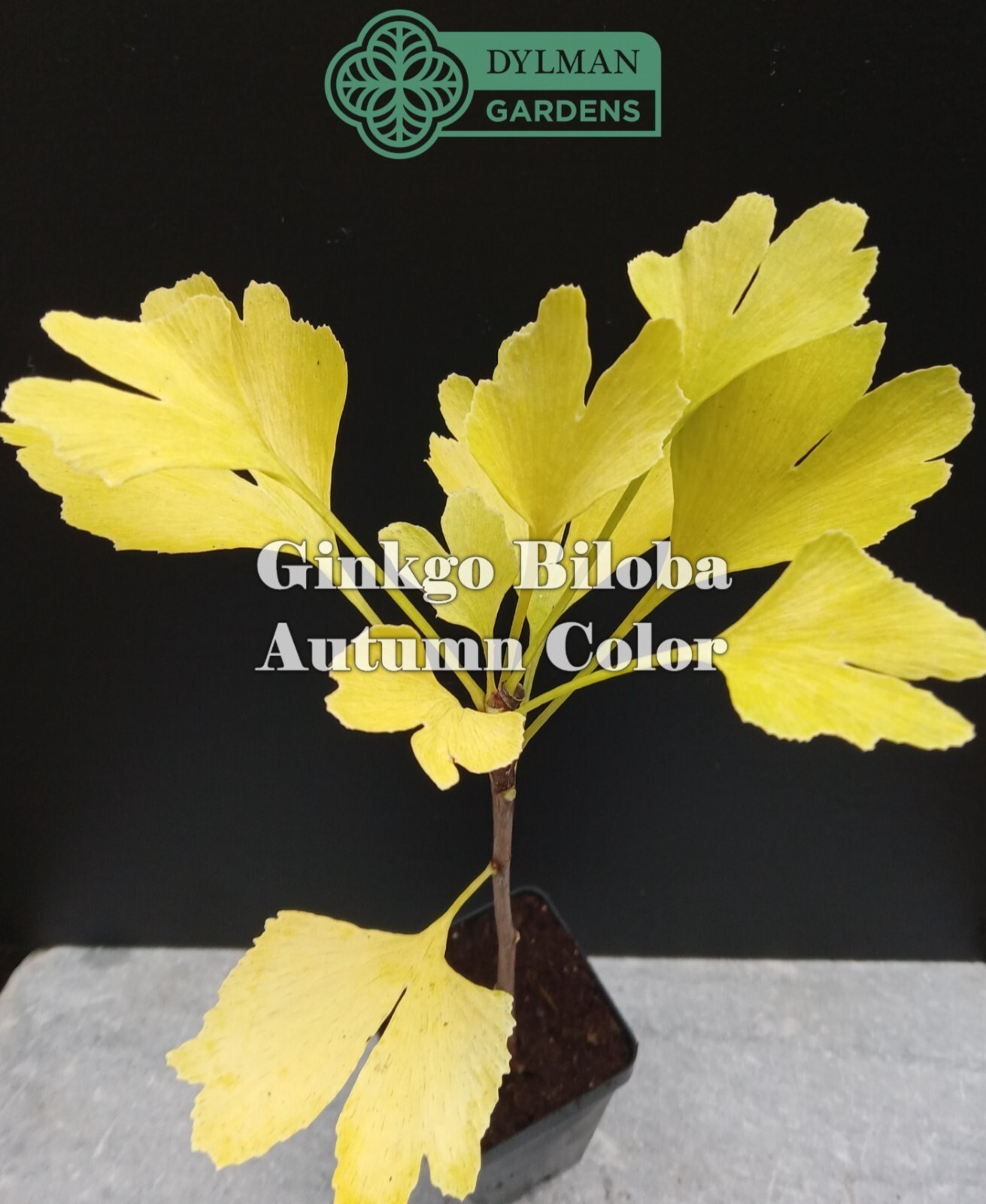 Ginkgo Biloba Tree – Maidenhair Tree – Living Fossil Tree – Multiple Sizes