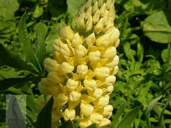 40+ Yellow Lupine Flower Seeds /Reseeding Annual / Lupinus