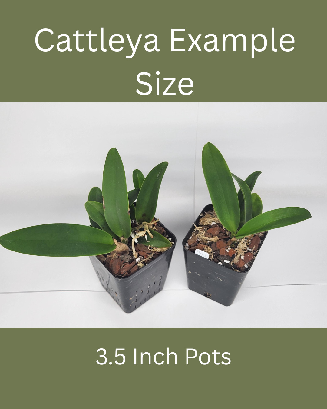Cattleya Orchid Variety-BUNDLE of 5, 3.5 Inch Pots, Seedlings, See Description