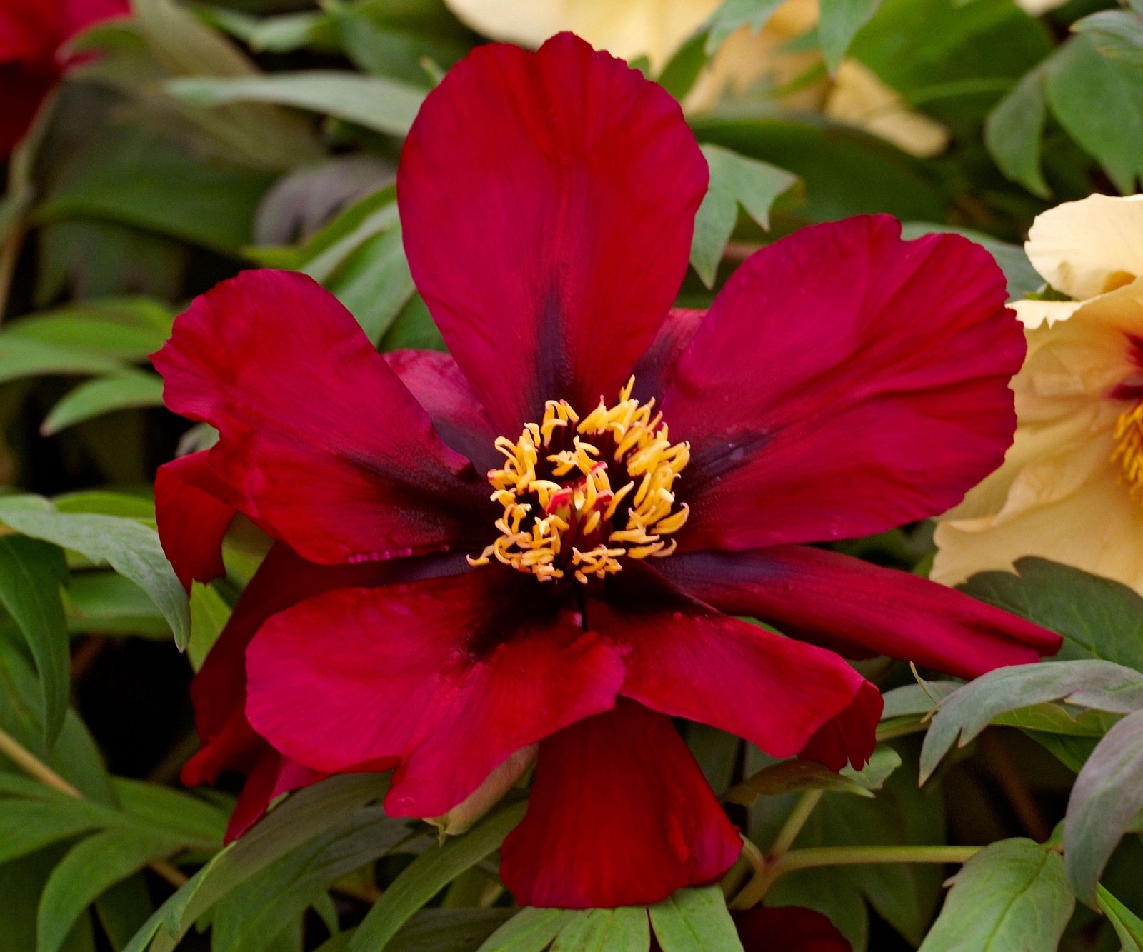 Scarlett Heaven Itoh Bareroot Peony, 2-3 Eye, Great for Fall or Spring Planting!