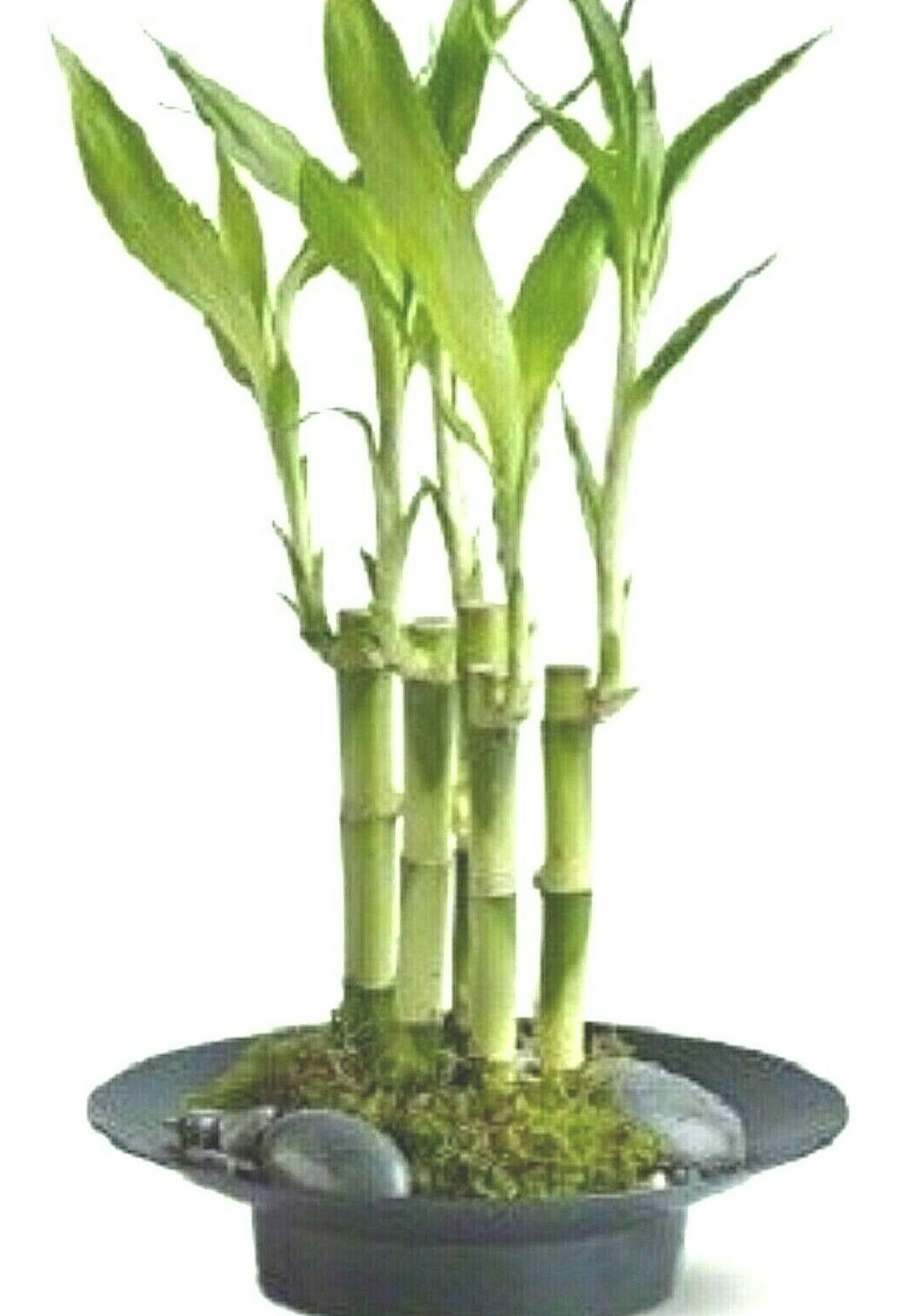 Lucky Bamboo – 10 Stalks, 6″ Long, Easy Care Indoor Water Plant Feng Shui, GIFT
