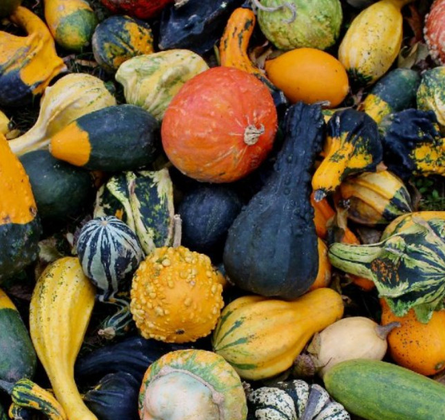 Gourd SMALL GOURD MIX Decorative Fall Season Kids Arts & Crafts Non-GMO 30 Seeds