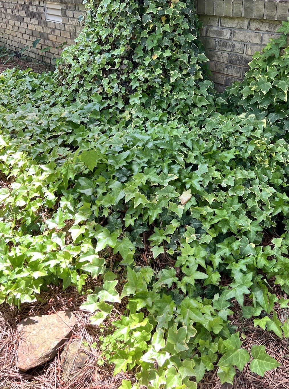 10 English Ivy Aerial Roots Live Plants,Ground Cover,Living Wall,Pot,Patio,Fast