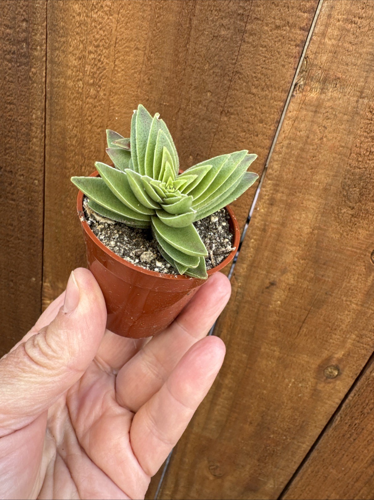 Crassula Capitella “Campfire” – Live Succulent – Rooted Plant