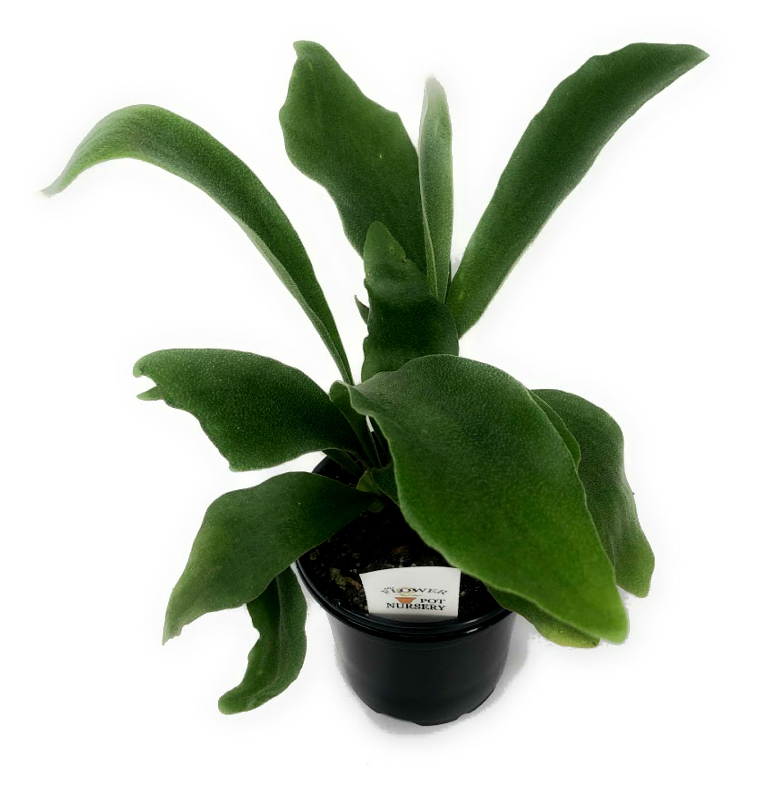 FlowerPotNursery Staghorn Fern Platycerium bifurcatum 4″ Pot