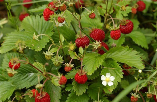 100 ALPINE STRAWBERRY Fragaria Vesca Fruit White Flower Seeds