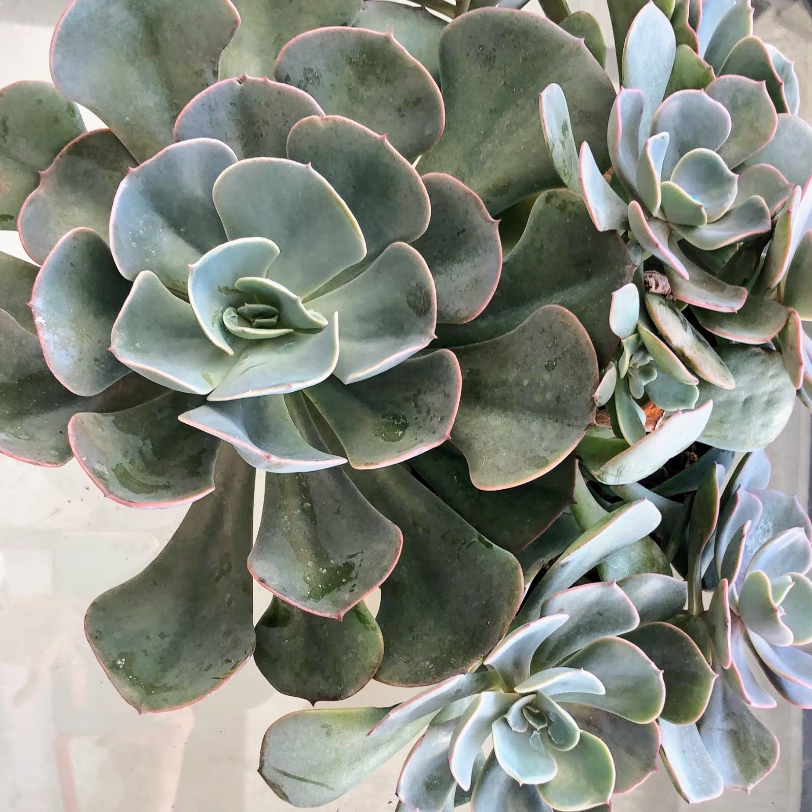 Echeverias 4 Variety– Each in 2″ or 4″ Pots Rosette, Vibrant Drought Succulents
