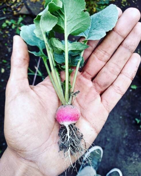 300 LITTLE PINKIE RADISH SEEDS | 2026 SALES FREE SHIPPING NON GMO