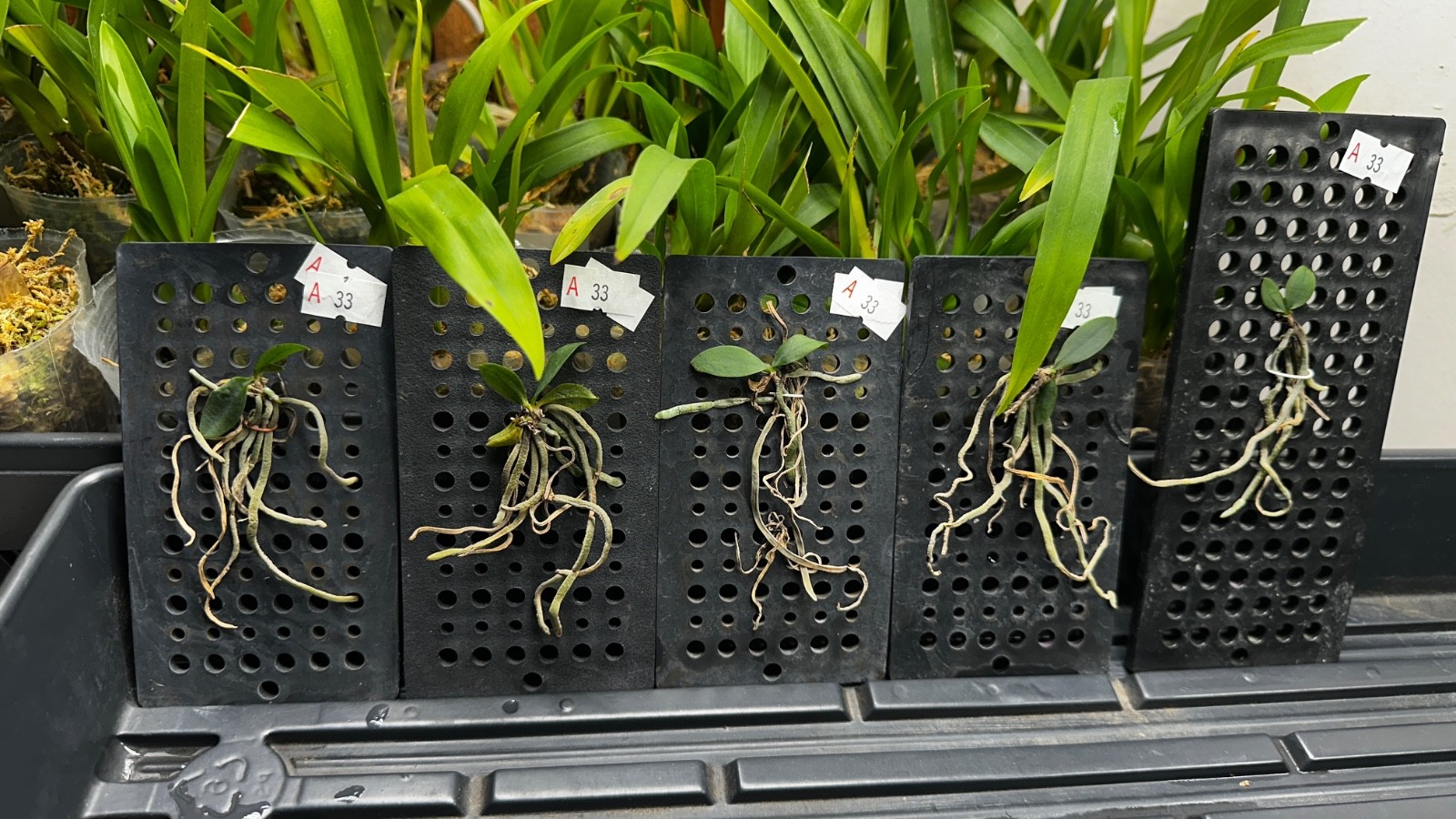 Phalaenopsis wilsonii × sib mounted