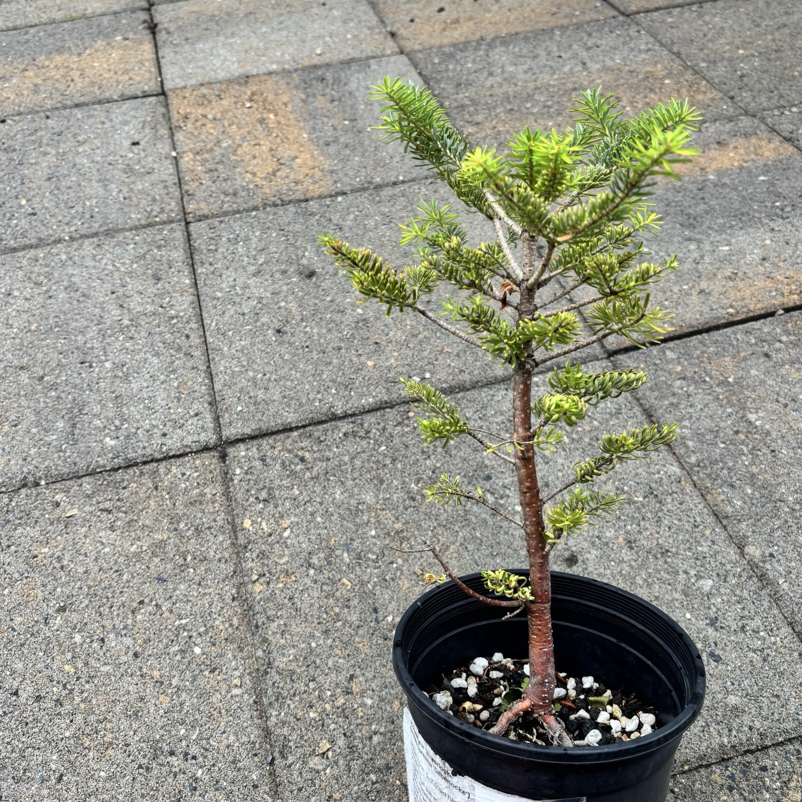 Korean Fir “silberlocke” bonsai, Beautiful Reddish Bark, Very Healthy!