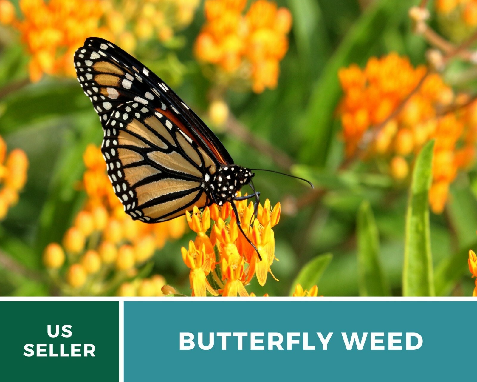 Butterfly Weed (Orange Milkweed) – 35 Seeds, Heirloom Flower (Asclepias tuberosa