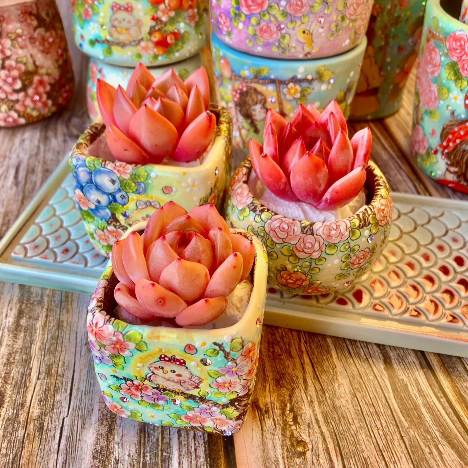 Rare Live Pink Champagne Succulents, Bare Root ，Wedding Favors, Indoor succulent