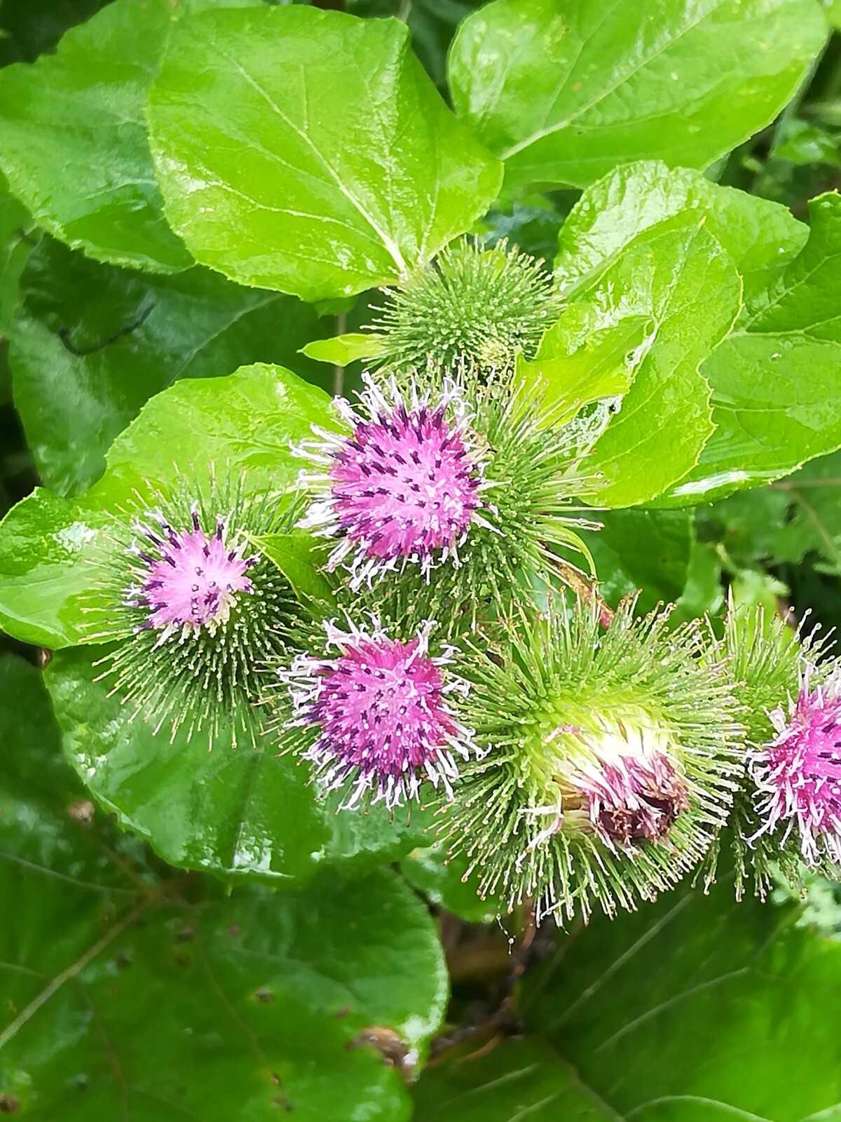 Greater Burdoch, Arctium Lappa 1/4 Tsp.