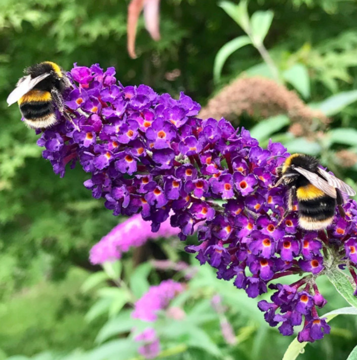 Black Knight Buddleia – 4-8″ Tall – Dark Purple Butterfly Bush for Pollinator
