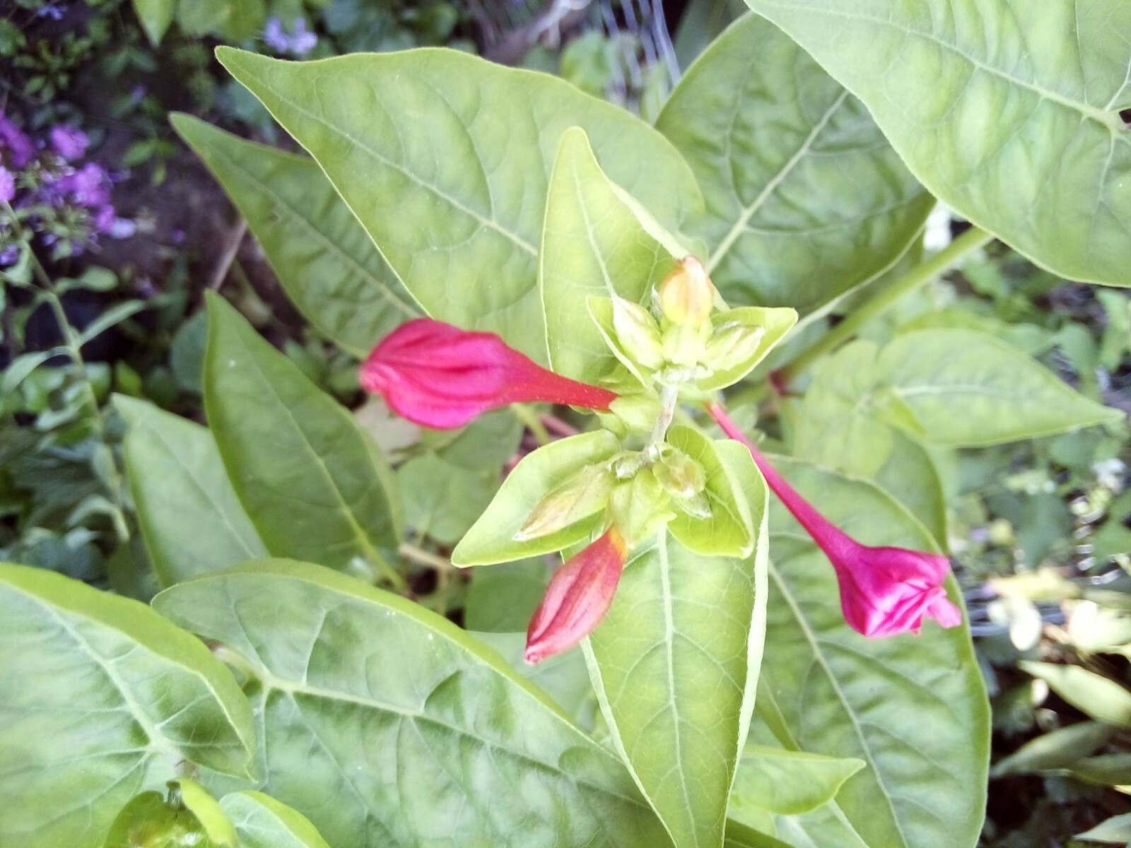 10 SEEDS RED FOUR O’ CLOCK MIRABILIS JALAPA