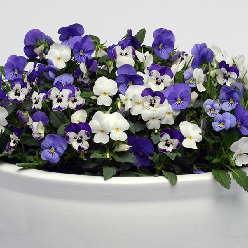 50 Viola Seeds Sorbet XP Mix Blueberry Sundae