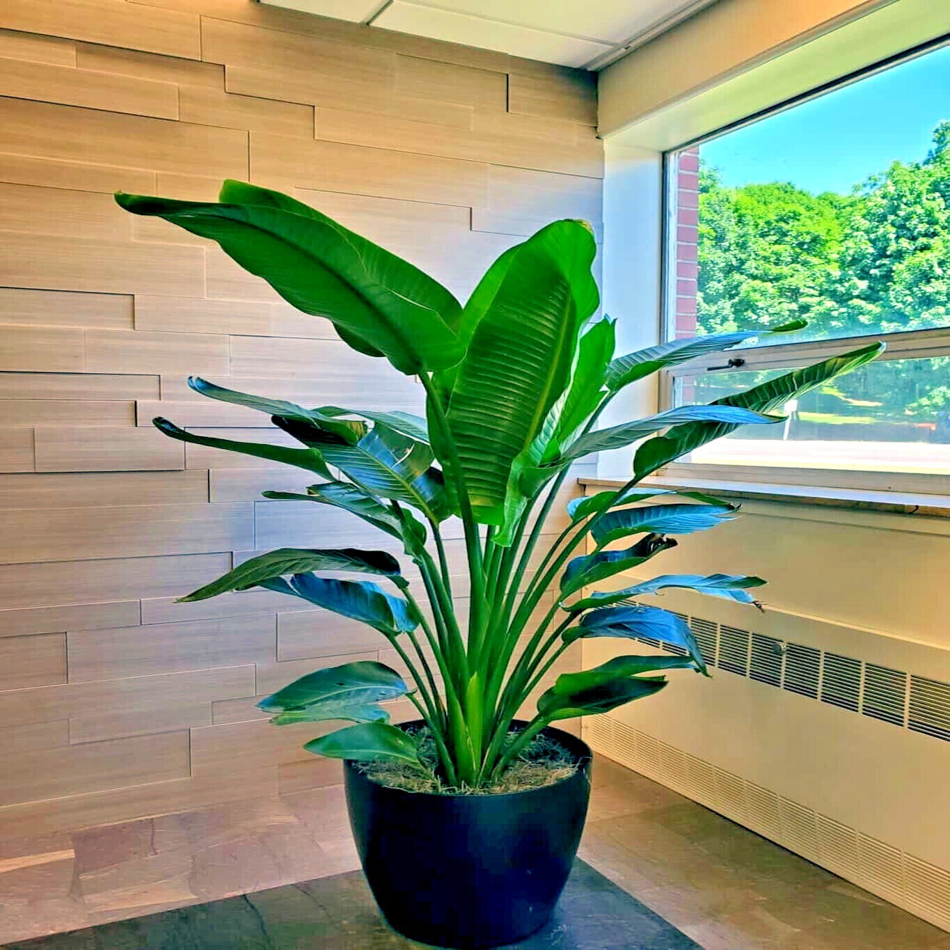 GIANT WHITE BIRD of PARADISE SEEDS (Strelitzia nicolai) Tropical Flower Plant