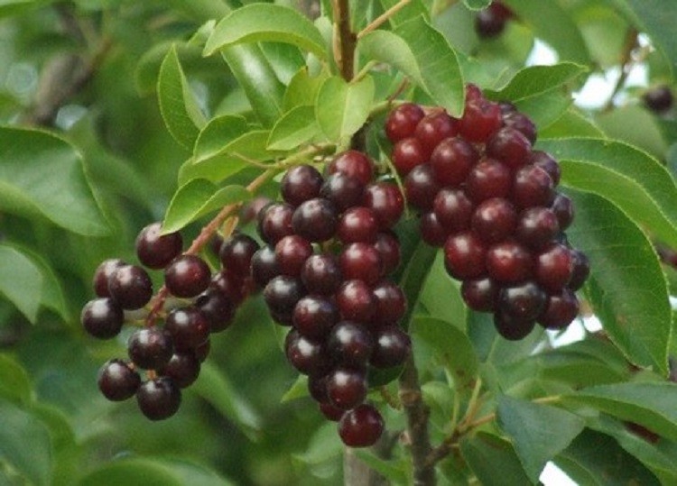 24-36″ tall Chokecherry Prunus virginiana, 2-3 year old bare root plant