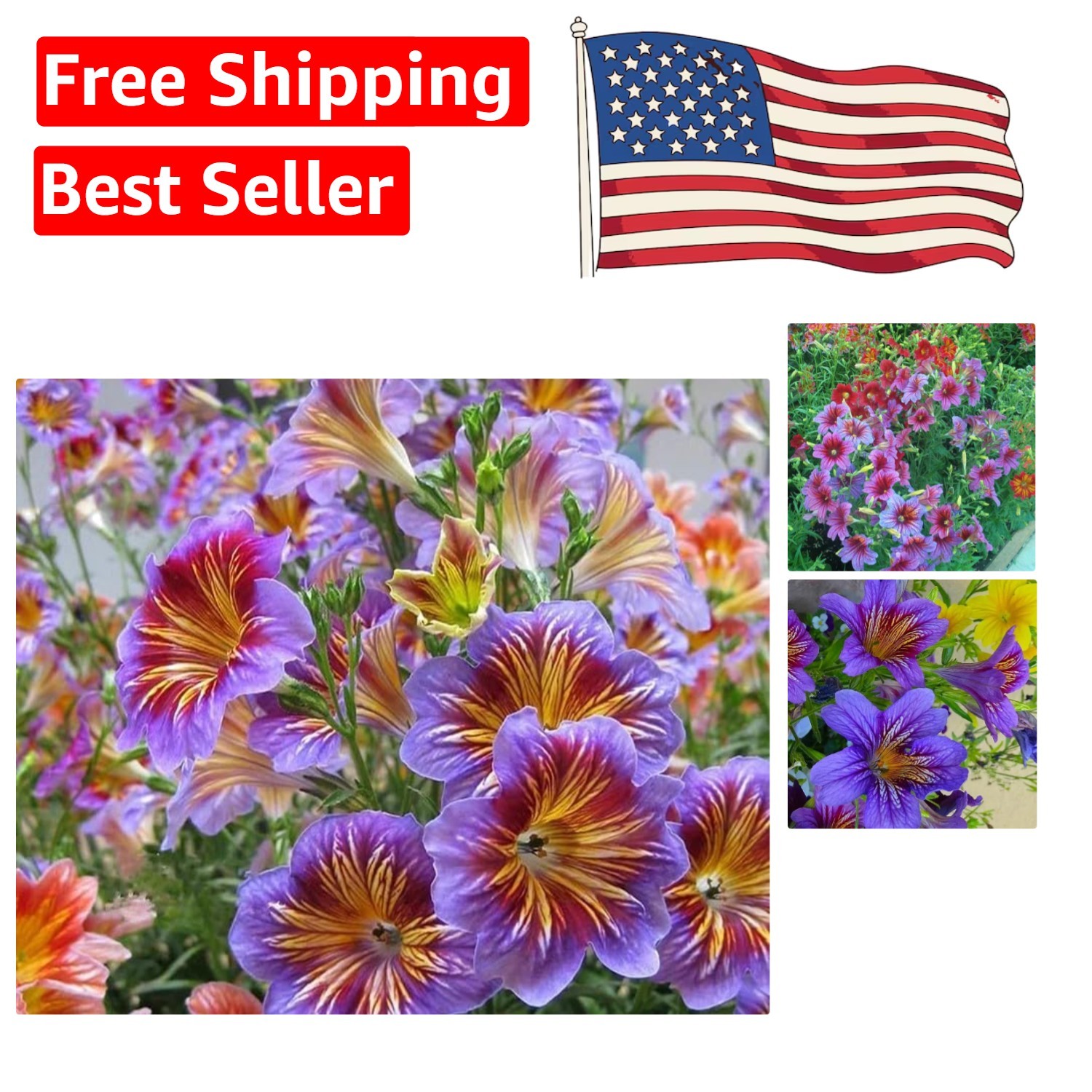 100 Heirloom Chilean Morning Glory Seeds – Stunning Annual & Perennial Flowers