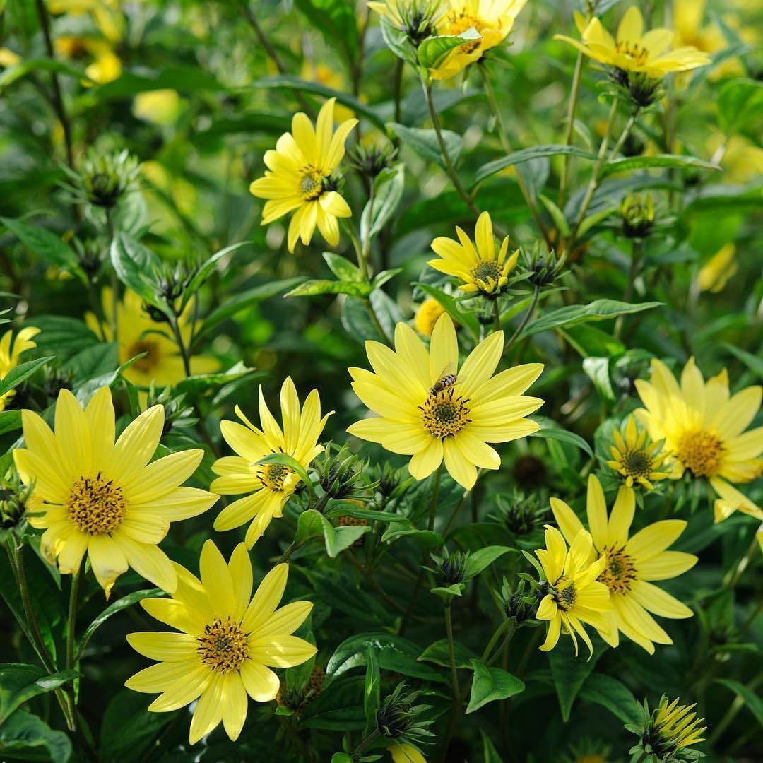 Lemon Queen Sunflower Seeds 50+ Annual Cut Flower YELLOW BLOOMS FREE SHIPPING